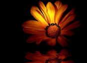 الصورة الرمزية لمسة وفاء